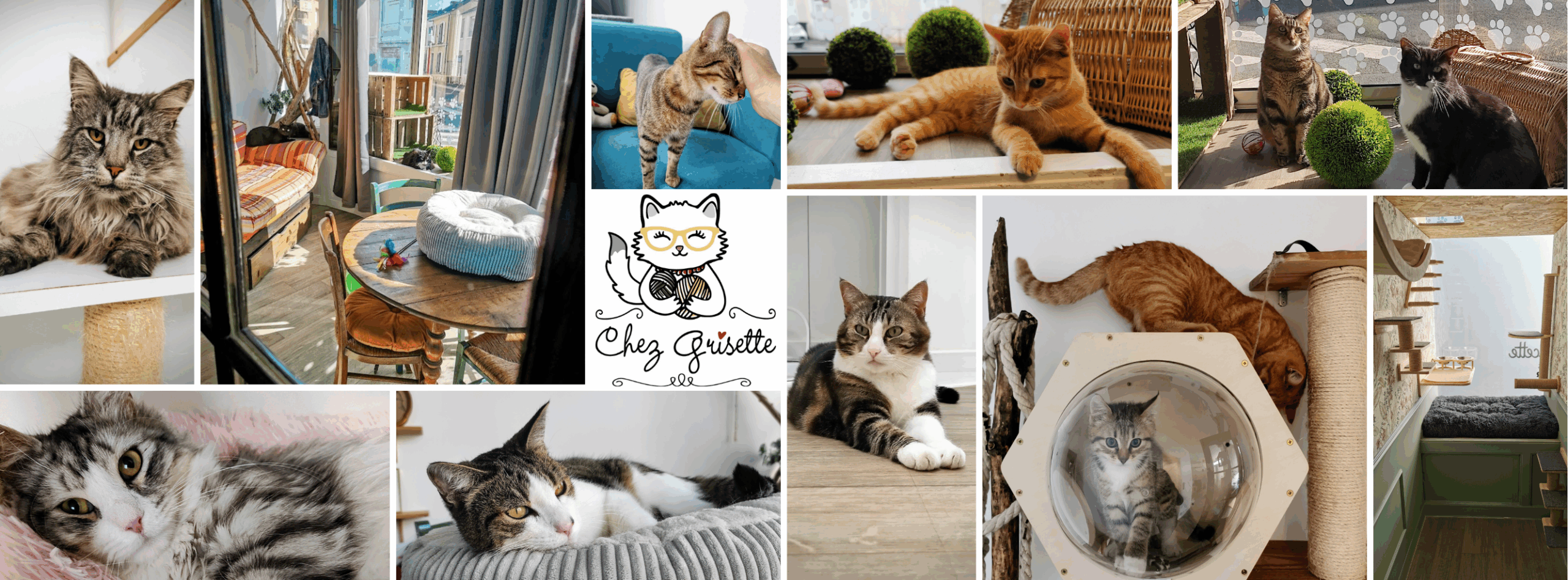 Chez Grisette Hôtel pour chats à Angers