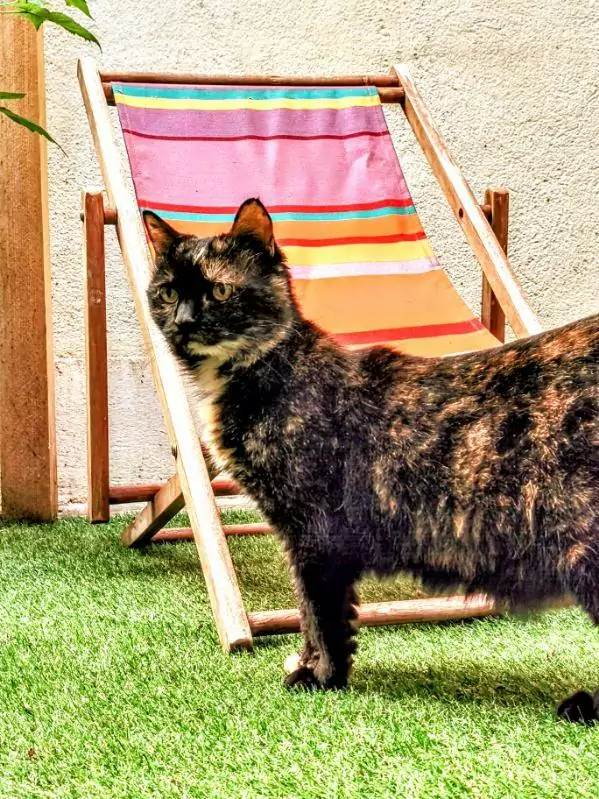 Chat profitant du patio extérieur sécurisé