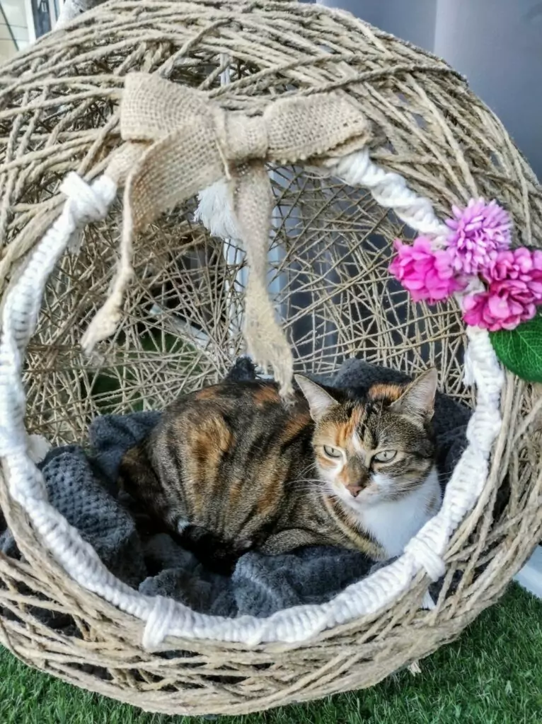 Chat installé dans un couchage suspendu