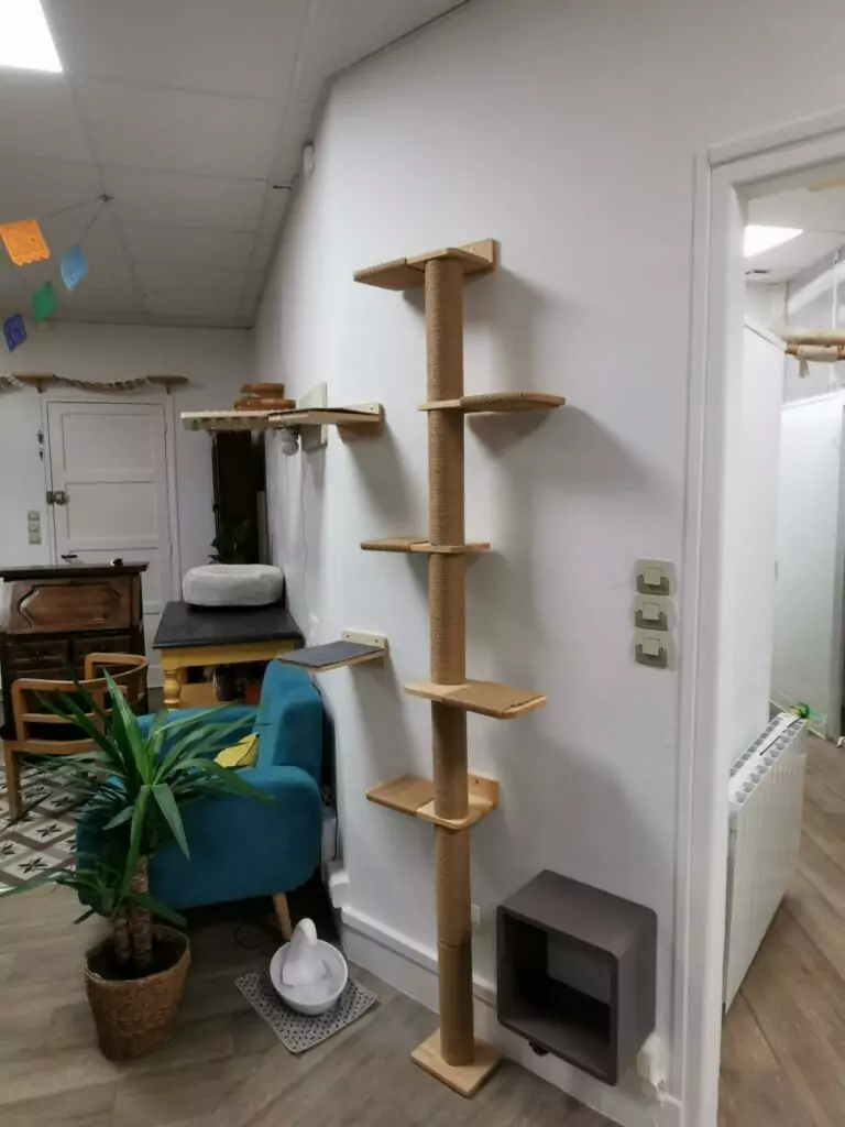 Parcours muraux aménagés pour les chats