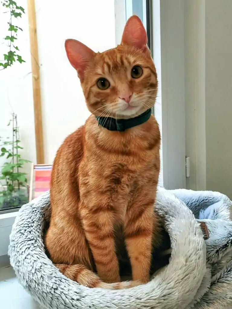 Chat accueilli dans l’hôtel Chez Grisette