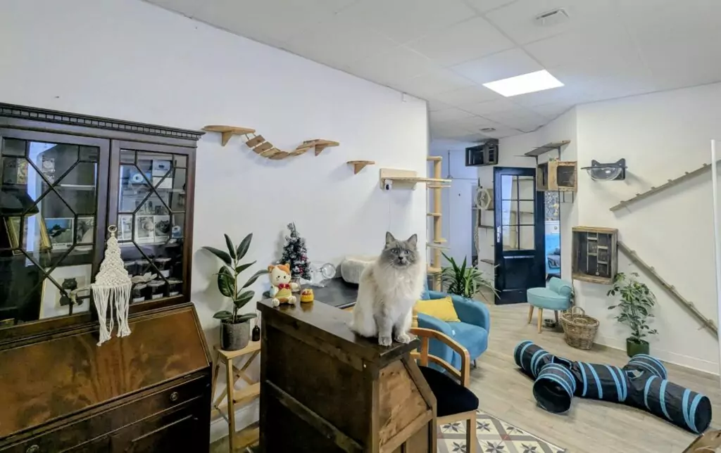 Chambre commune pour chats sociables Chez Grisette Le Mans