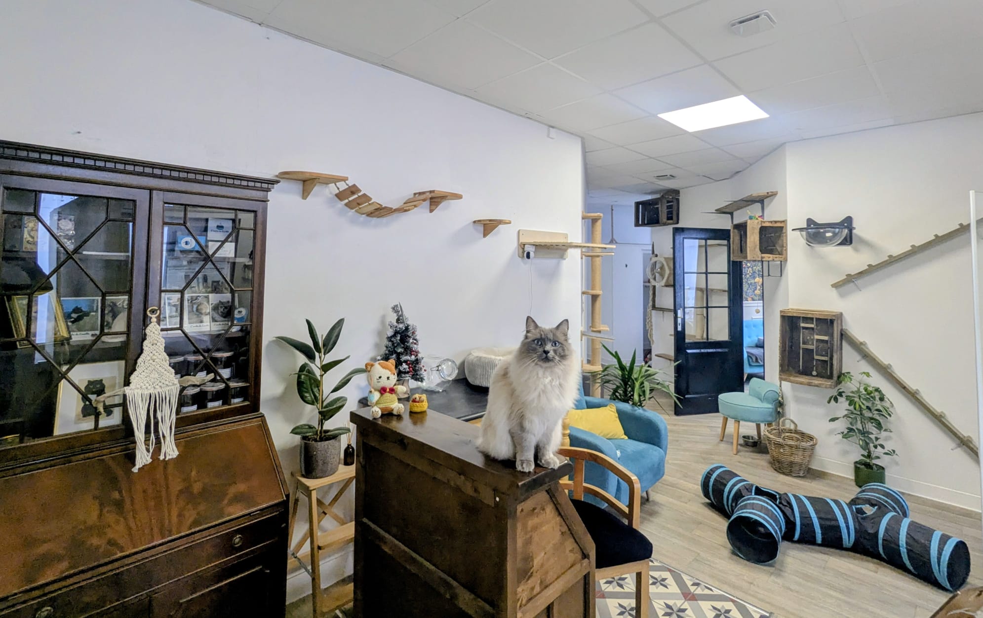 Comment choisir une pension pour chats ?